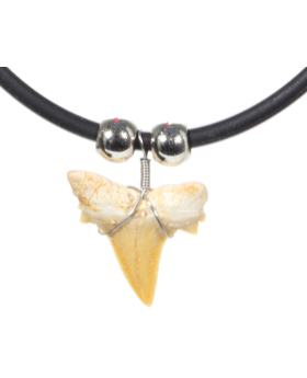 Shark Tooth Necklace