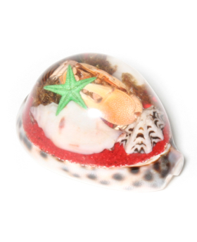 63mm Sealife Shell Special Order Paperweight