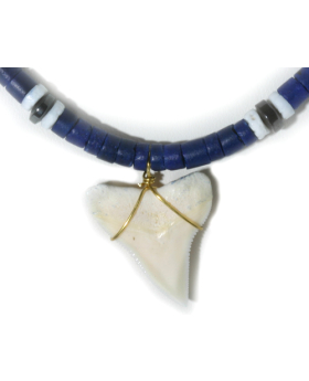Blue Shell Shark Tooth Necklace