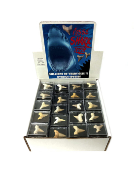 Fossil shark teeth-80 pc unit only