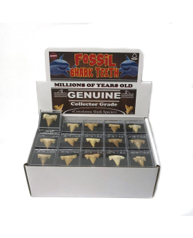 Shark Tooth