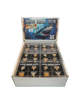Assorted Shark tooth Specimens in box
