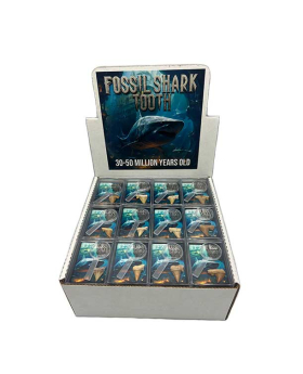 Shark Tooth Fossil