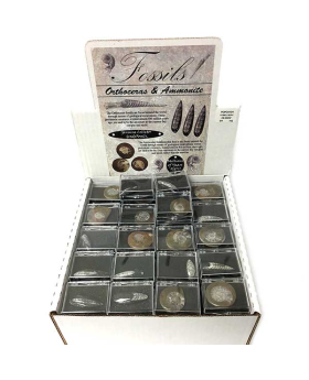 Orthoceras & Ammonite Fossils asst.