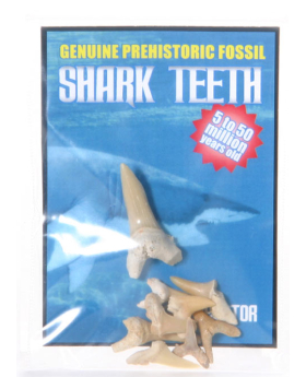 Fossil Shark Teeth Pack